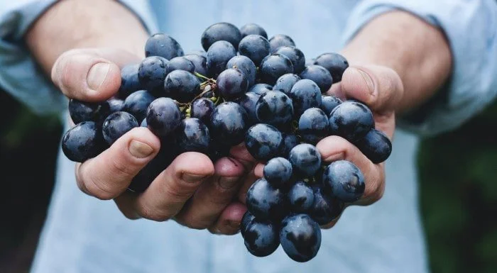wat is trans-resveratrol