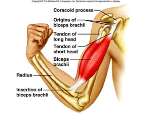 Biceps Brachii