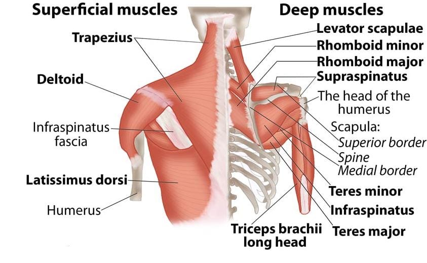 Rug anatomie